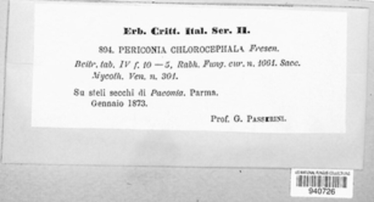 Dichocladosporium chlorocephalum image